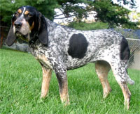 a well breed Blue Tick Coonhound dog